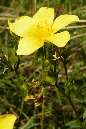 Linum flavum \ Gelber Lein / Yellow Flax, D Blaubeuren 10.7.2015