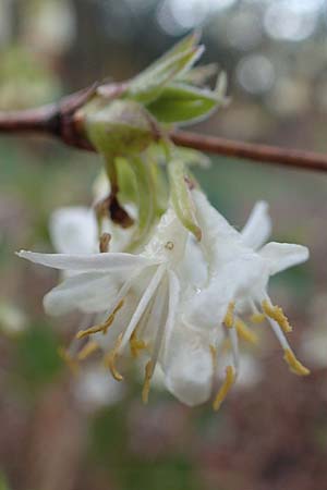 Lonicera fragrantissima \ Winter-Heckenkirsche, Duft-Heckenkirsche / Winter Honeysuckle, D Mannheim-Pfingstberg 24.2.2020