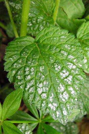 Lamium galeobdolon \ Echte Goldnessel / Yellow Archangel, D Östringen-Eichelberg 30.4.2015