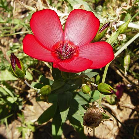 Linum grandiflorum \ Roter Lein / Crimson Flax, Flowering Flax, D Nördlingen 10.7.2015