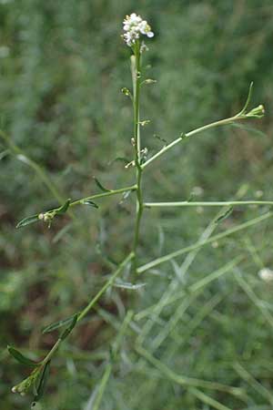 Lepidium graminifolium \ Grasblättrige Kresse / Tall Pepperwort, D Heidelberg 11.7.2021