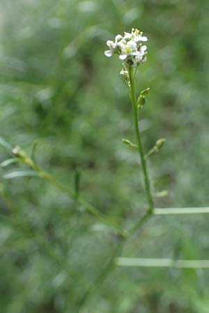 Lepidium graminifolium \ Grasblttrige Kresse / Tall Pepperwort, D Heidelberg 11.7.2021