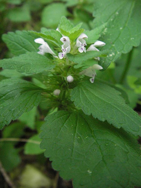 Lamium purpureum \ Rote Taubnessel / Red Dead-Nettle, D Babenhausen 11.8.2007