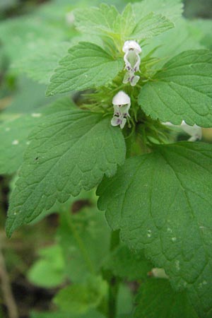 Lamium purpureum / Red Dead-Nettle, D Babenhausen 11.8.2007