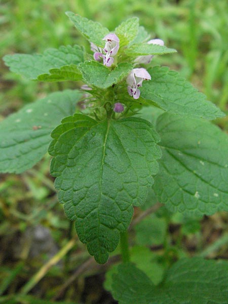 Lamium purpureum / Red Dead-Nettle, D Babenhausen 11.8.2007