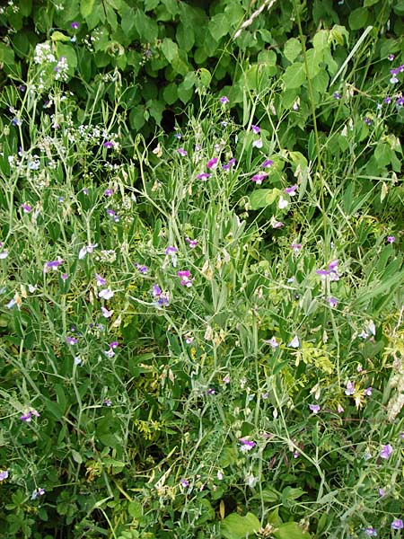 Lathyrus hirsutus \ Behaartfrchtige Platterbse / Hairy Vetchling, D Brackenheim 30.5.2015