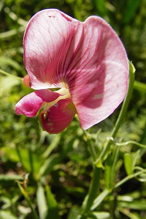 Lathyrus heterophyllus \ Verschiedenblttrige Platterbse / Norfolk Everlasting Vetchling, D Mühlheim an der Donau 25.7.2015