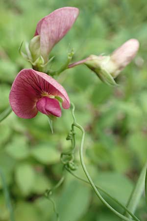 Lathyrus heterophyllus \ Verschiedenblttrige Platterbse / Norfolk Everlasting Vetchling, D Mühlheim an der Donau 20.6.2015