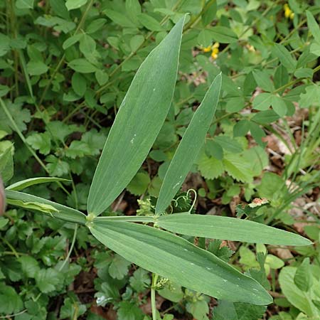 Lathyrus heterophyllus \ Verschiedenblttrige Platterbse / Norfolk Everlasting Vetchling, D Mühlheim an der Donau 20.6.2015