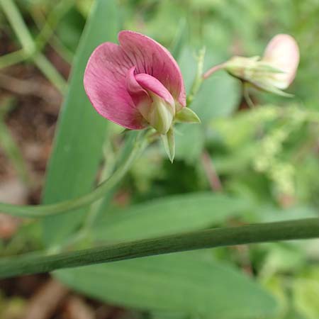 Lathyrus heterophyllus \ Verschiedenblttrige Platterbse / Norfolk Everlasting Vetchling, D Mühlheim an der Donau 20.6.2015