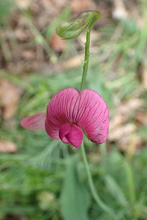 Lathyrus heterophyllus \ Verschiedenblttrige Platterbse / Norfolk Everlasting Vetchling, D Mühlheim an der Donau 20.6.2015