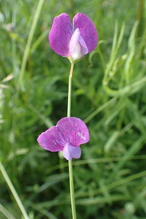 Lathyrus hirsutus \ Behaartfrchtige Platterbse, D Neuleiningen 15.6.2016