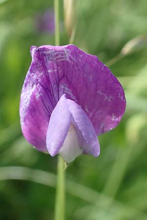 Lathyrus hirsutus \ Behaartfrchtige Platterbse / Hairy Vetchling, D Neuleiningen 15.6.2016