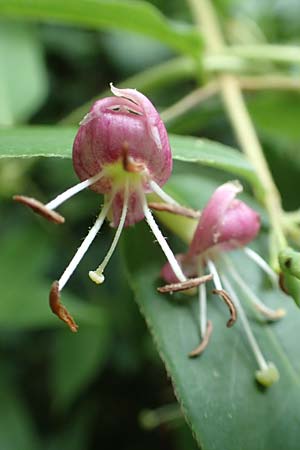 Lonicera henryi \ Immergrnes Geiblatt, D Wiesloch 2.6.2018