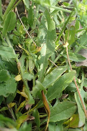 Lepidium heterophyllum \ Verschiedenblättrige Kresse / Purpleanther Field Pepperweed, Smith's Pepperwort, D Frankfurt Airport 19.5.2019
