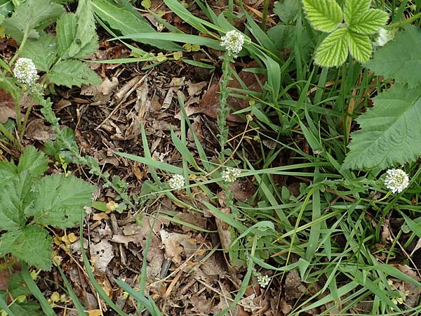 Lepidium heterophyllum \ Verschiedenblättrige Kresse / Purpleanther Field Pepperweed, Smith's Pepperwort, D Odenwald, Wünschmichelbach 12.5.2021