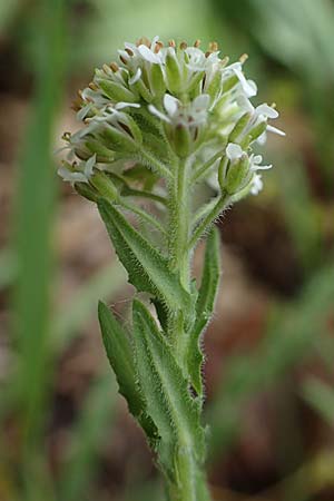 Lepidium heterophyllum \ Verschiedenblättrige Kresse / Purpleanther Field Pepperweed, Smith's Pepperwort, D Odenwald, Wünschmichelbach 12.5.2021