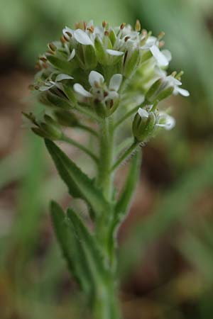 Lepidium heterophyllum \ Verschiedenblttrige Kresse / Purpleanther Field Pepperweed, Smith's Pepperwort, D Odenwald, Wünschmichelbach 12.5.2021