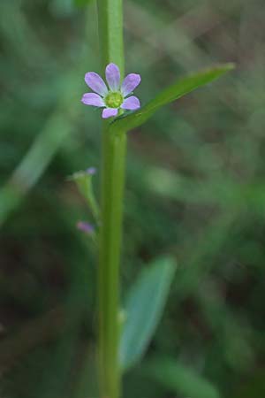 Lythrum hyssopifolia \ Ysopblttriger Weiderich / Hyssop Loosestrife, D Schutterwald 1.10.2021