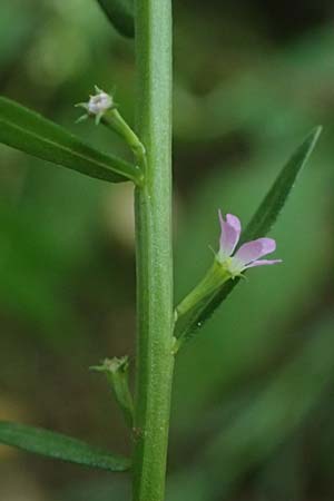 Lythrum hyssopifolia \ Ysopblttriger Weiderich / Hyssop Loosestrife, D Schutterwald 1.10.2021