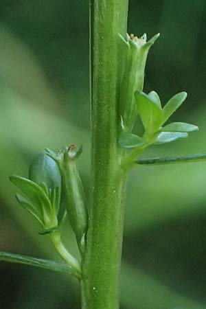 Lythrum hyssopifolia \ Ysopblttriger Weiderich / Hyssop Loosestrife, D Schutterwald 1.10.2021