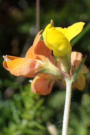 Lotus corniculatus subsp. hirsutus \ Behaarter Gewhnlicher Hornklee, D Thüringen, Bottendorf 13.6.2023