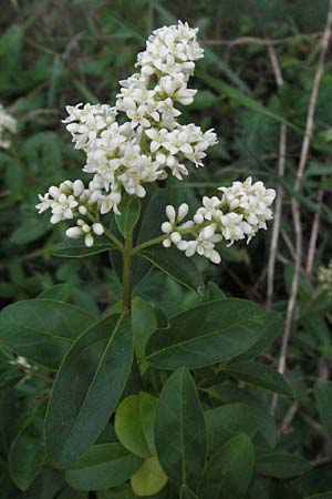 Ligustrum vulgare \ Gewhnlicher Liguster, D Sandhausen 25.5.2007