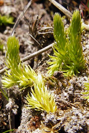 Lycopodiella inundata \ Sumpf-Brlapp / Marsh Clubmoss, D Ober-Roden 17.6.2015