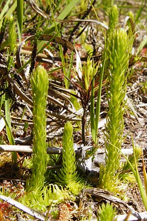 Lycopodiella inundata / Marsh Clubmoss, D Ober-Roden 17.6.2015