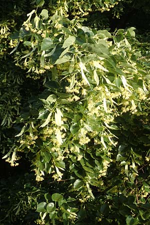 Tilia cordata \ Winter-Linde / Small-Leaved Lime, D Mannheim 27.6.2016