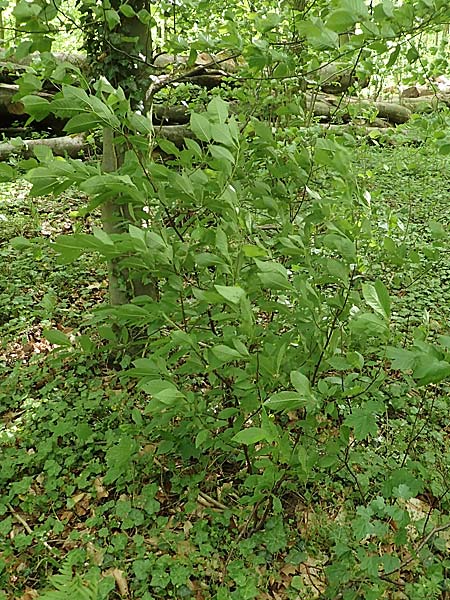 Lonicera involucrata \ Kalifornische Heckenkirsche, Schwarzrote Heckenkirsche, D Waibstadt 30.4.2018