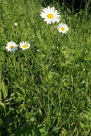 Leucanthemum maximum \ Sommer-Margerite, D Bergkamen 21.5.2018