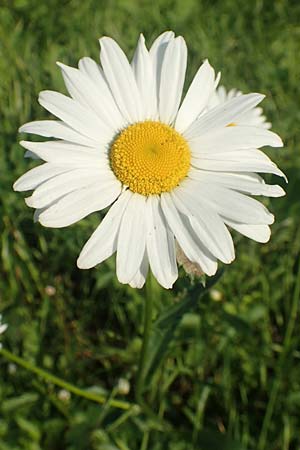 Leucanthemum maximum \ Sommer-Margerite, D Bergkamen 21.5.2018