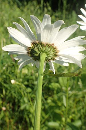 Leucanthemum maximum \ Sommer-Margerite / Shasta Ox-Eye Daisy, D Bergkamen 21.5.2018