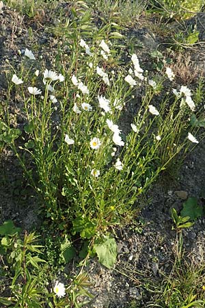 Leucanthemum maximum \ Sommer-Margerite, D Bergkamen 21.5.2018