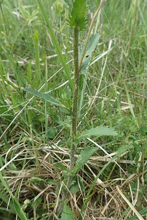 Leucanthemum vulgare \ Magerwiesen-Margerite, Frhe Wucherblume, D Hassloch 25.5.2018