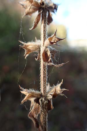 Stachys palustris \ Sumpf-Ziest, D Mannheim 14.10.2018