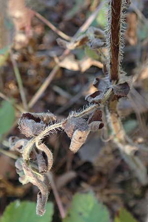 Stachys palustris \ Sumpf-Ziest / Marsh Woundwort, D Mannheim 14.10.2018