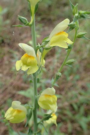 Linaria dalmatica \ Dalmatinisches Leinkraut, D Seeheim an der Bergstraße 12.6.2019