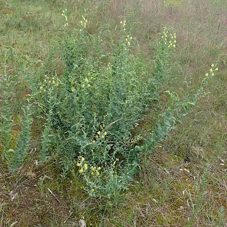 Linaria dalmatica \ Dalmatinisches Leinkraut, D Seeheim an der Bergstraße 12.6.2019