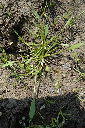 Limosella aquatica \ Schlammling, Wasser-Schlammkraut, D Eifel Rur-See 11.9.2020