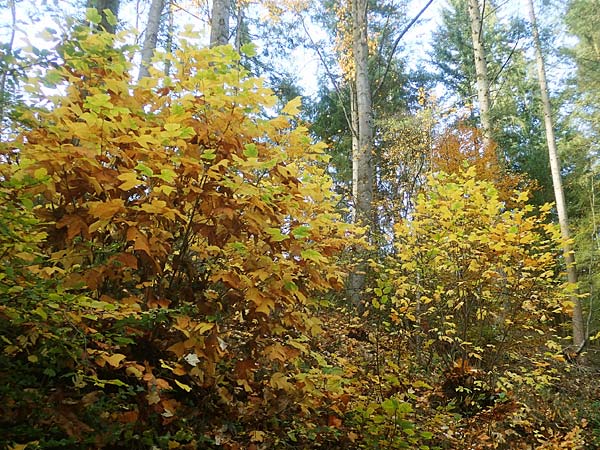 Liriodendron tulipifera / American Tulip Tree, D Odenwald, Ursenbach 4.11.2020