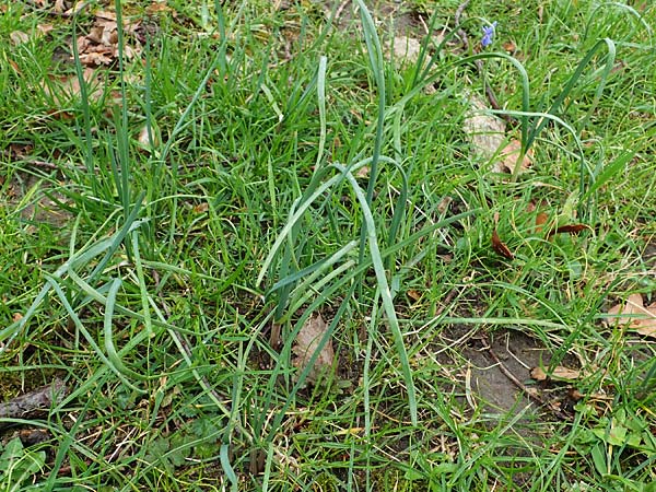 Allium oleraceum / Field Garlic, D Ludwigshafen 18.3.2021