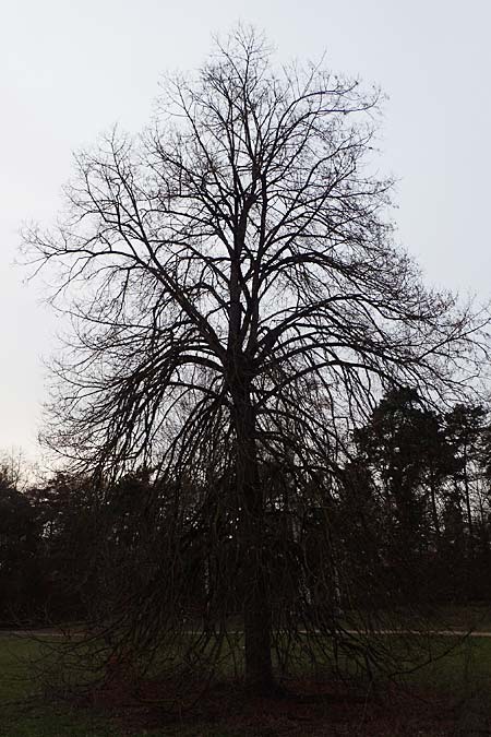 Tilia cordata ? \ Winter-Linde / Small-Leaved Lime, D Mannheim 22.2.2023