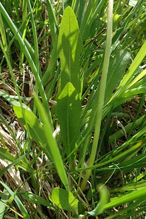 Taraxacum hollandicum \ Hollndischer Sumpf-Lwenzahn / Dutch Marsh Dandelion, D Hegne 25.4.2018