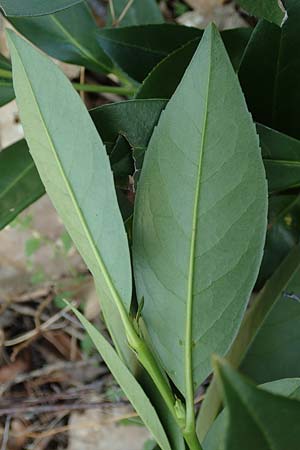 Prunus laurocerasus \ Kirsch-Lorbeer, Lorbeerkirsche / Cherry Laurel, D Mannheim 9.4.2020