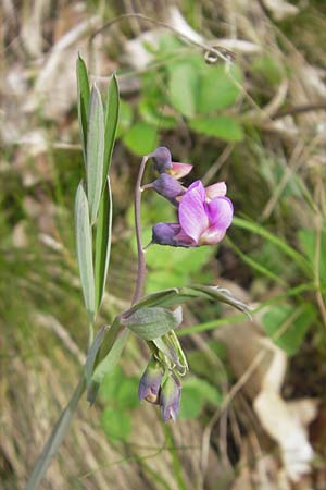 Lathyrus linifolius \ Berg-Platterbse / Bitter Vetchling, D Rheinhessen, Wendelsheim 29.4.2010