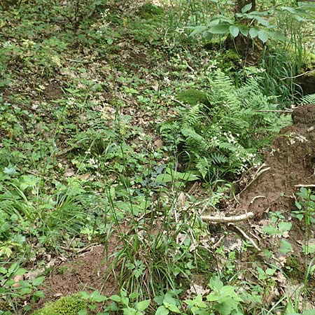 Luzula luzuloides \ Weiliche Hainsimse / White Wood-Rush, D Östringen-Eichelberg 28.5.2016