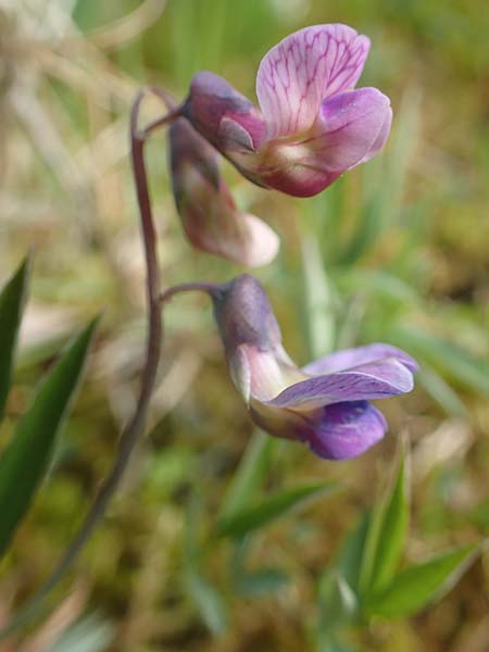 Lathyrus linifolius / Bitter Vetchling, D Odenwald, Wünschmichelbach 8.5.2021