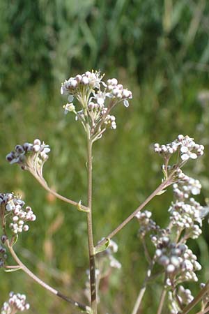 Lepidium latifolium / Dittander, D Sachsen-Anhalt, Salziger See 7.6.2022